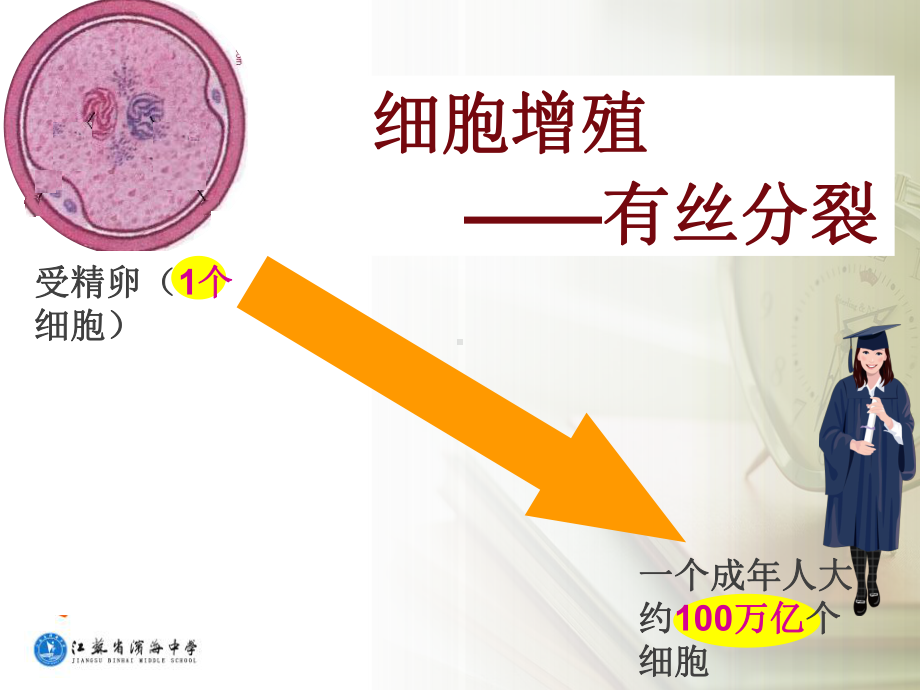 苏教版高中生物课件动物细胞有丝分裂.ppt_第2页