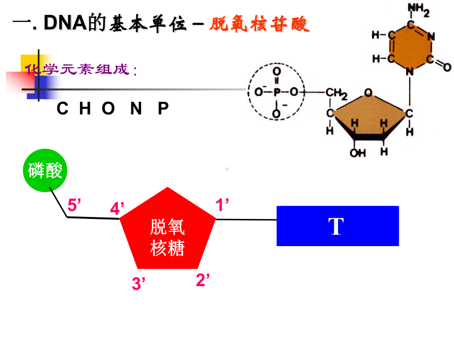 第二节DNA分子结构课件.ppt_第2页