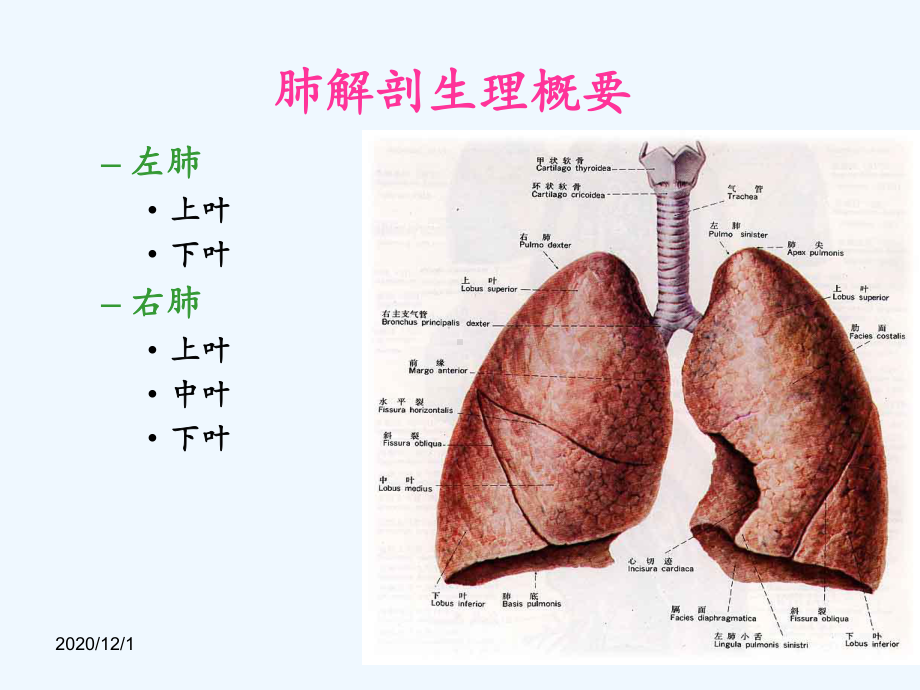 肺癌护理查房12200课件.ppt_第3页