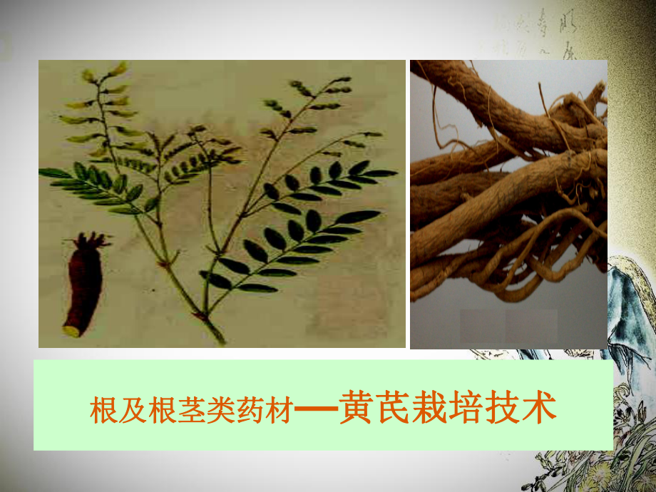 黄芪的栽培技术课件.ppt_第1页