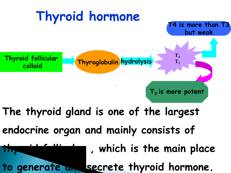 英文版甲状腺疾病治疗药36课件.ppt_第3页