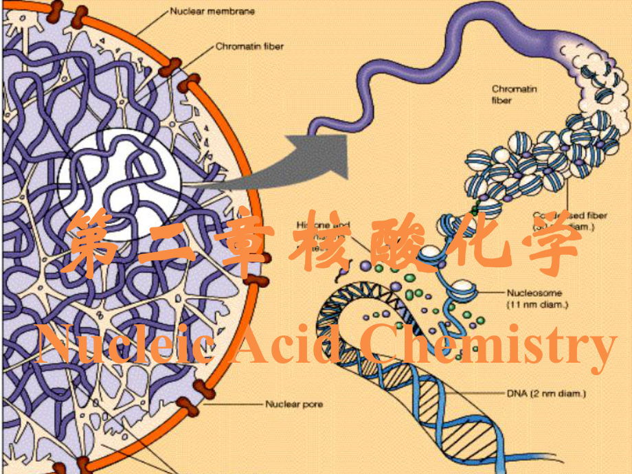 第二章核酸化学课件.ppt_第1页