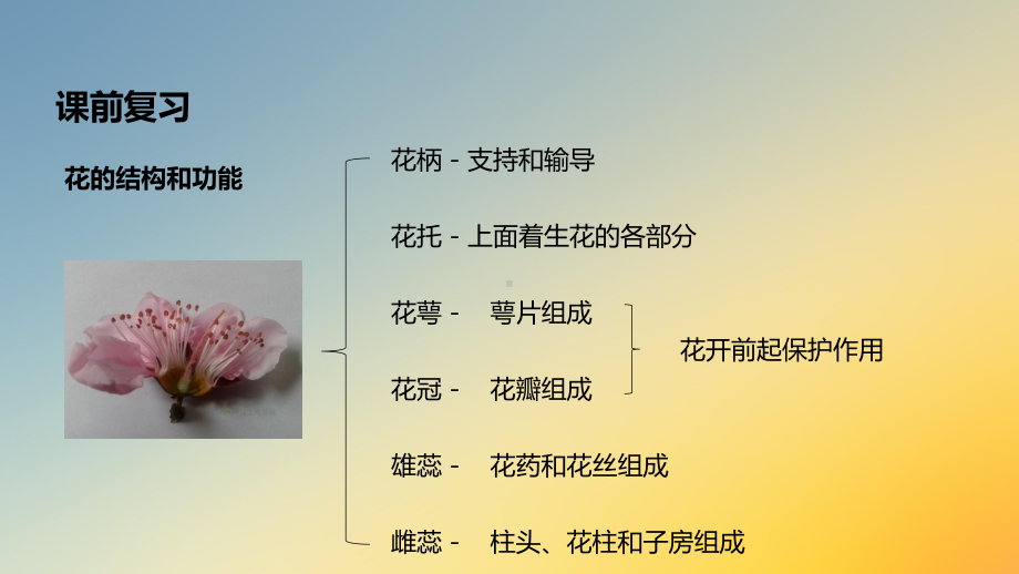 济南版八年级上册生物课件：《传粉与受精》.pptx_第3页