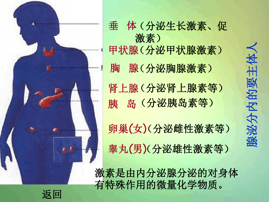 苏教版七年级下册第一节激素调节1课件.ppt_第3页