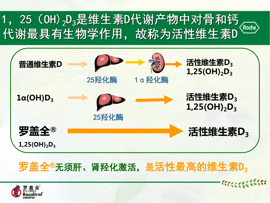 骨化三醇vs阿法骨化醇-骨科课件.ppt_第3页