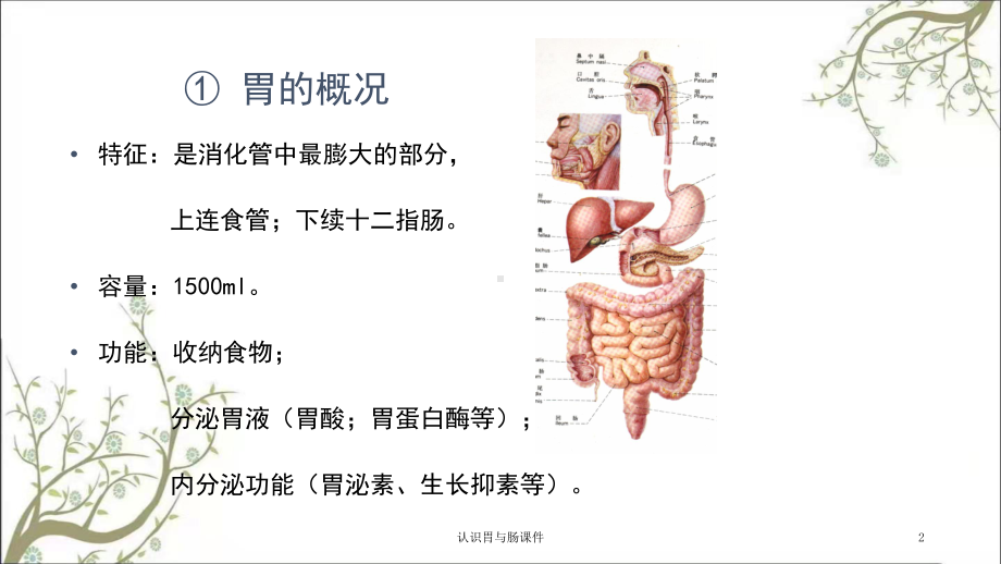 认识胃与肠课件.ppt_第2页