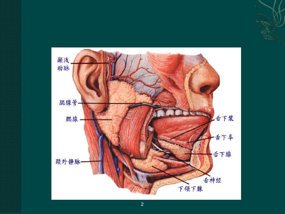 腮腺良性肿瘤终稿课件.ppt_第2页