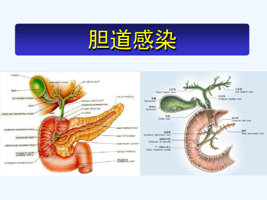 胆道感染的抗菌治疗更新版课件.ppt_第2页