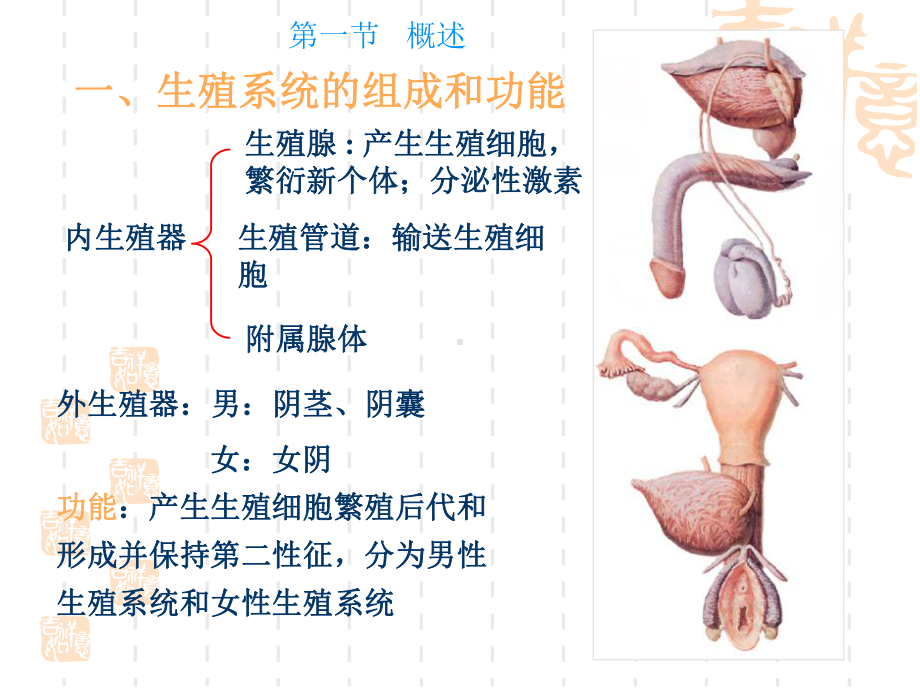 解剖生理学基础—第十三章生殖系统课件.ppt_第2页