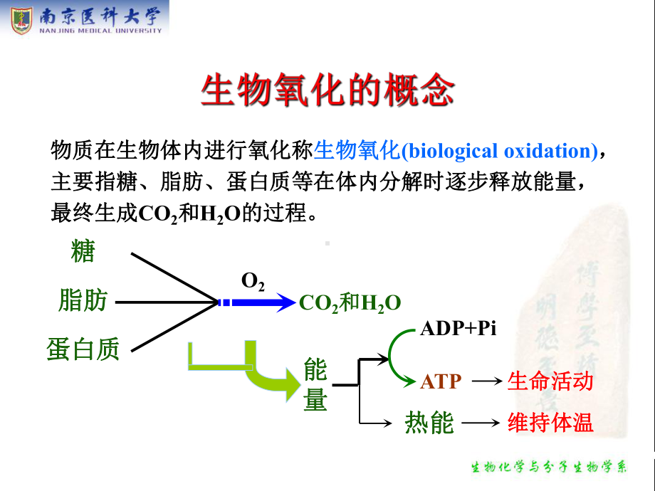 生物化学课件-生物氧化.ppt_第2页