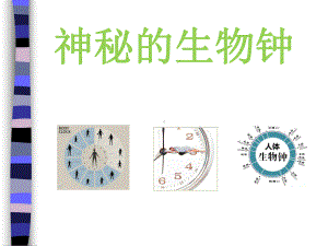 7神秘的生物钟（ppt课件）-2022新辽大版四年级上册《心理健康教育》.ppt