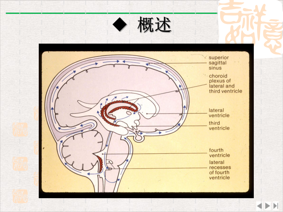 颅脑疾病病人的护理新版课件.pptx_第1页