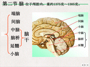 脑干讲课课件.pptx