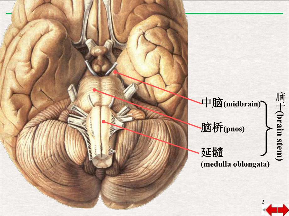 脑干讲课课件.pptx_第2页