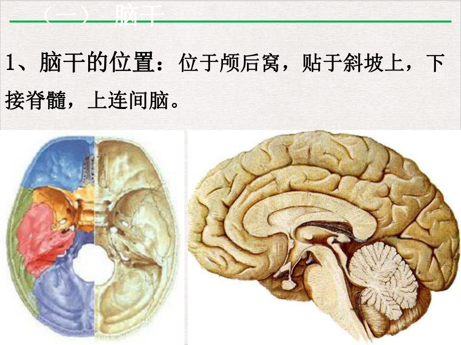 脑干讲课课件.pptx_第3页