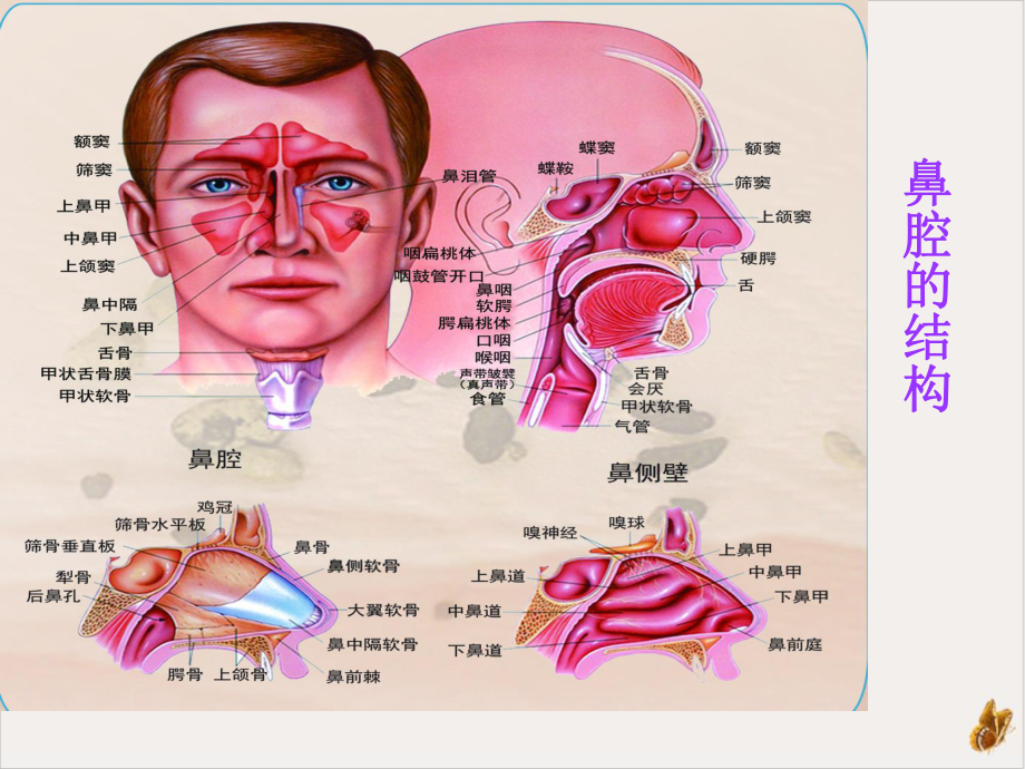 鼻出血的健康宣教课件.pptx_第2页