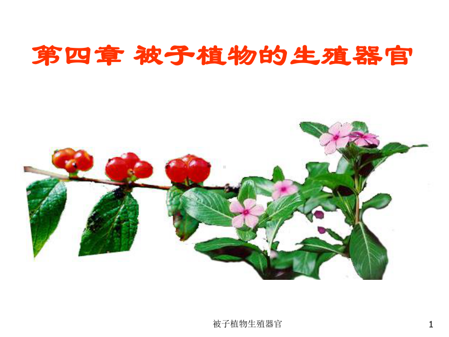 被子植物生殖器官课件.ppt_第1页