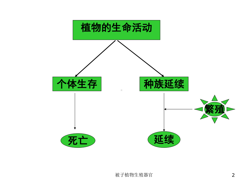 被子植物生殖器官课件.ppt_第2页