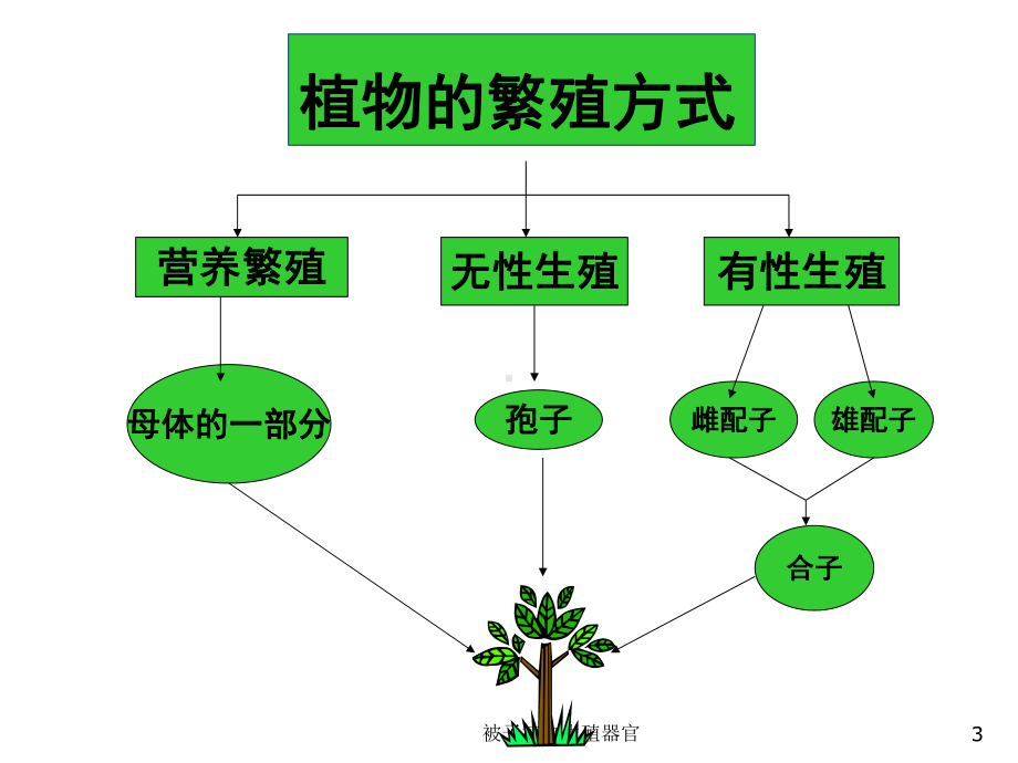 被子植物生殖器官课件.ppt_第3页