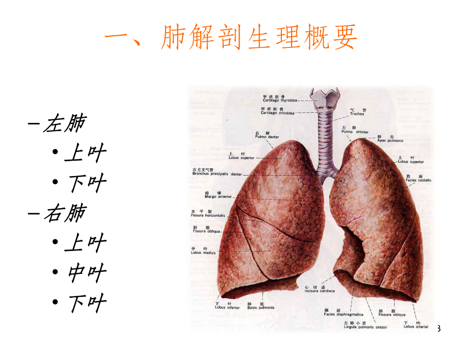 肺癌护理查房49995课件.ppt_第3页