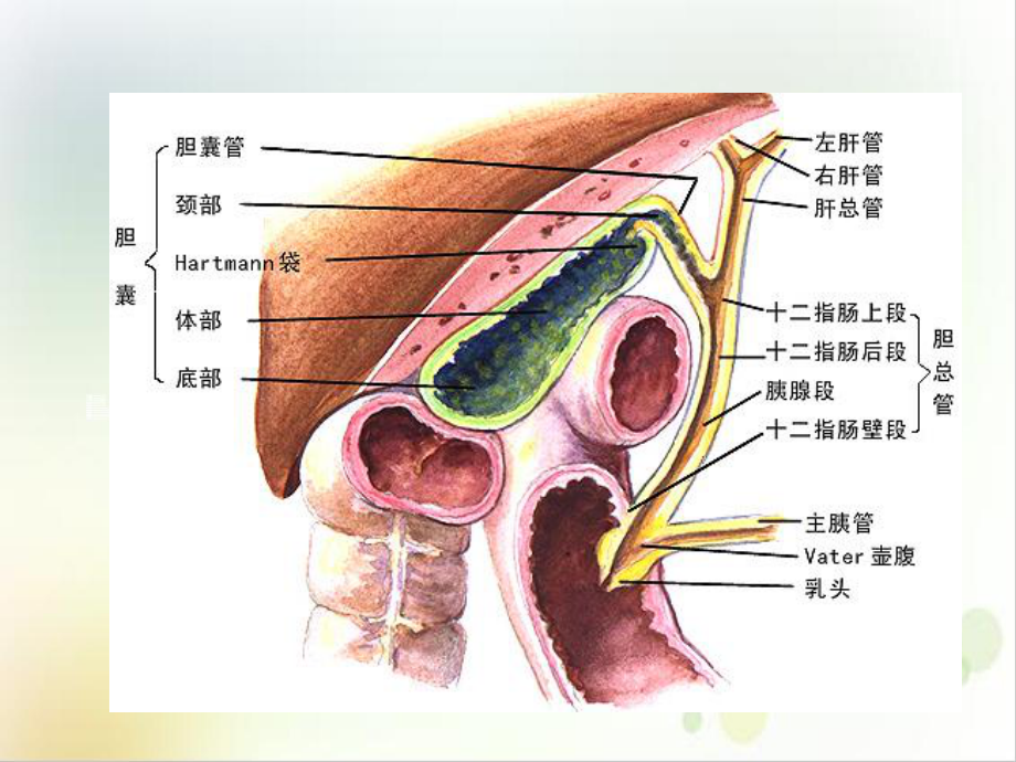 胆石症的诊断与治疗及病例分析优质课件.ppt_第3页