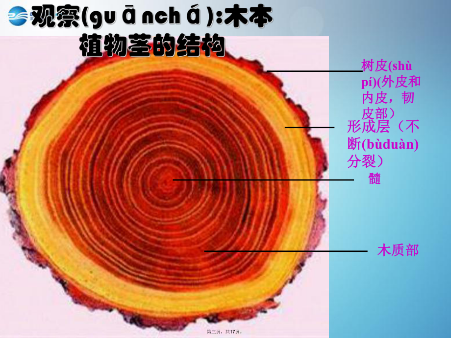 七年级生物上册-第五章-第五节-运输作用课件-北师大版.ppt_第3页