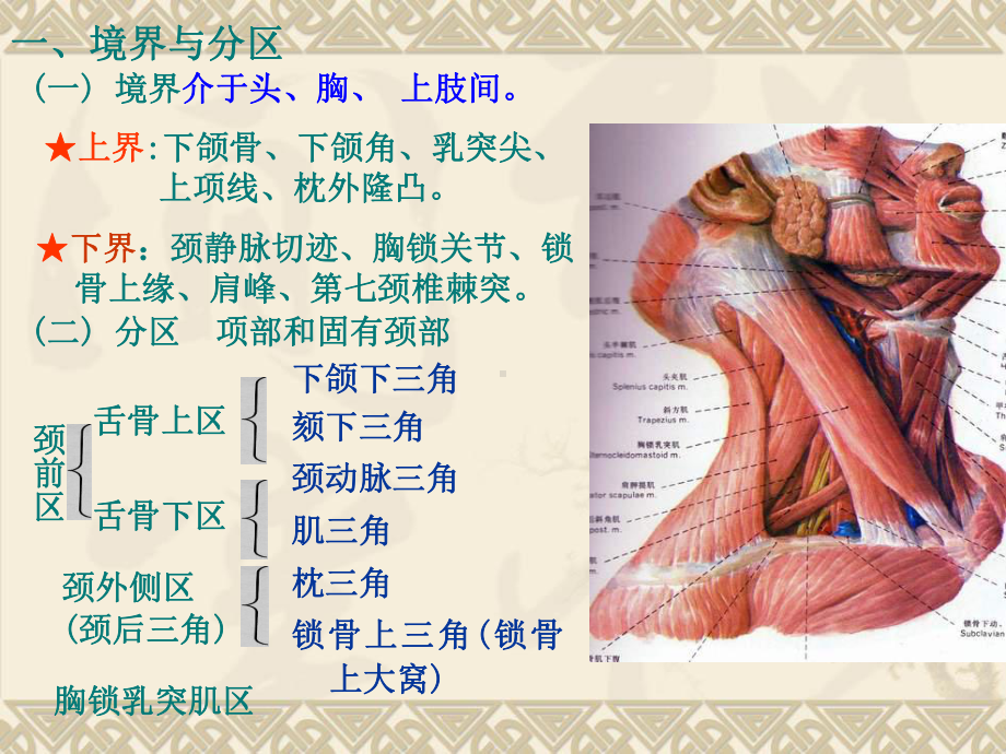 颈部解剖分析课件.ppt_第3页