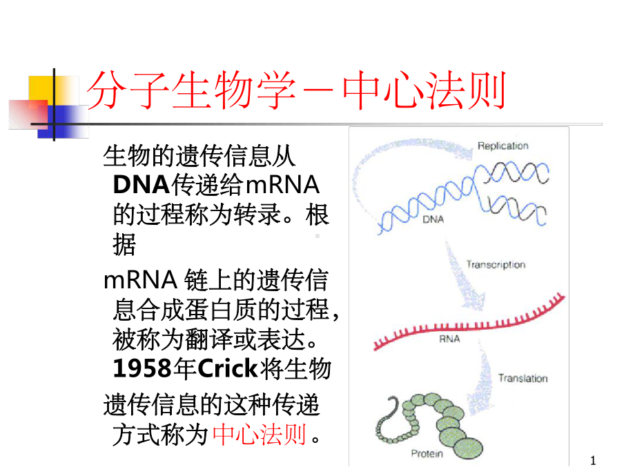 分子生物学-中心法则课堂课件.ppt_第1页