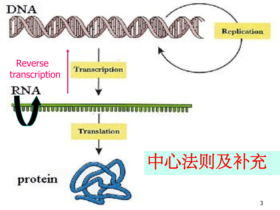 分子生物学-中心法则课堂课件.ppt_第3页