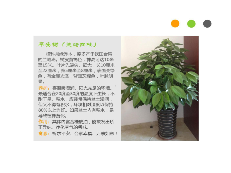 办公室绿植养护的方法课件.ppt_第3页