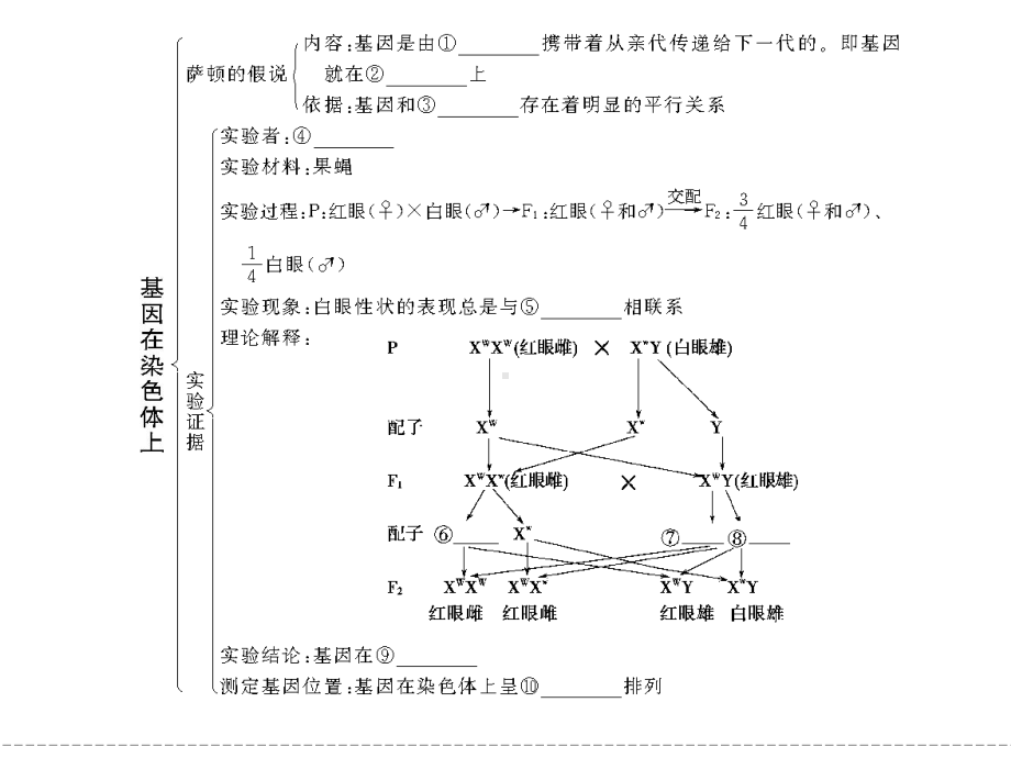 高三生物一轮复习课件人教版基因在染色体上伴性遗传.ppt_第2页