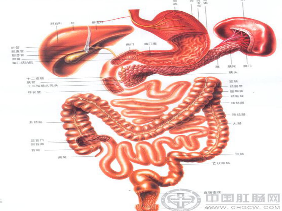 胃肠道组织工程课件.ppt_第2页