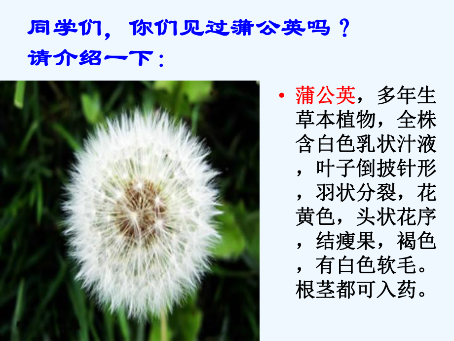 金色的草地第二课时课件.ppt_第2页