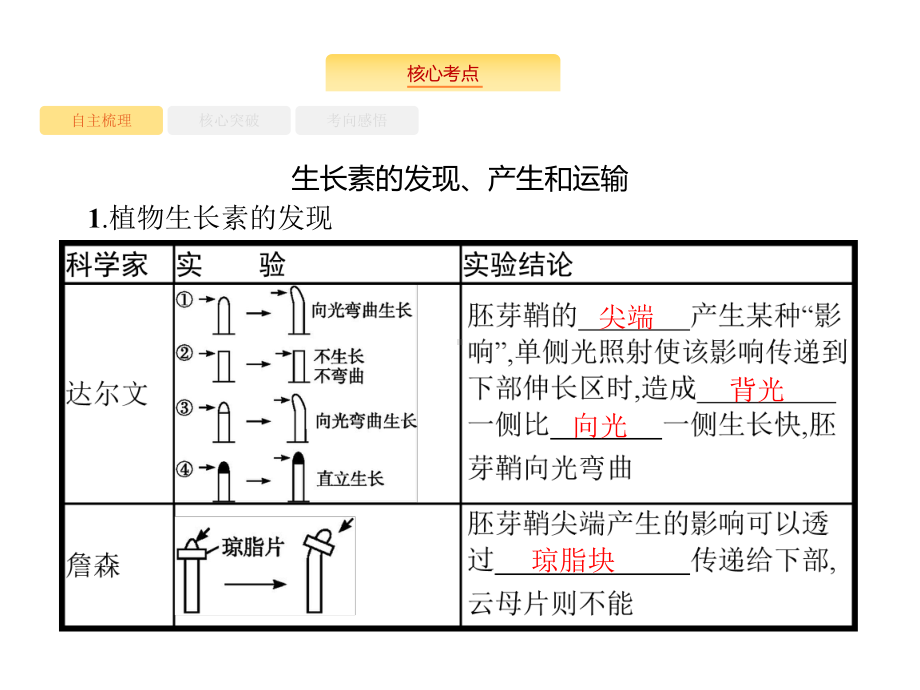 高考生物苏教一轮复习课件：105植物生命活动的调节-.pptx_第2页