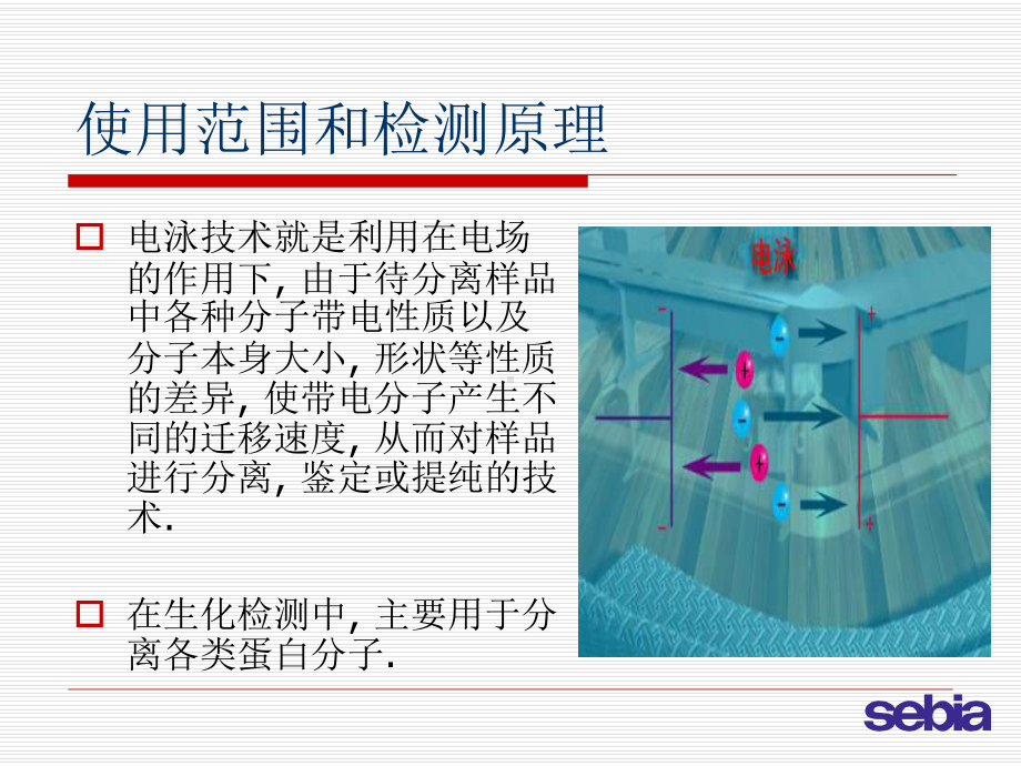 电泳技术的临床应用完整版课件.ppt_第2页