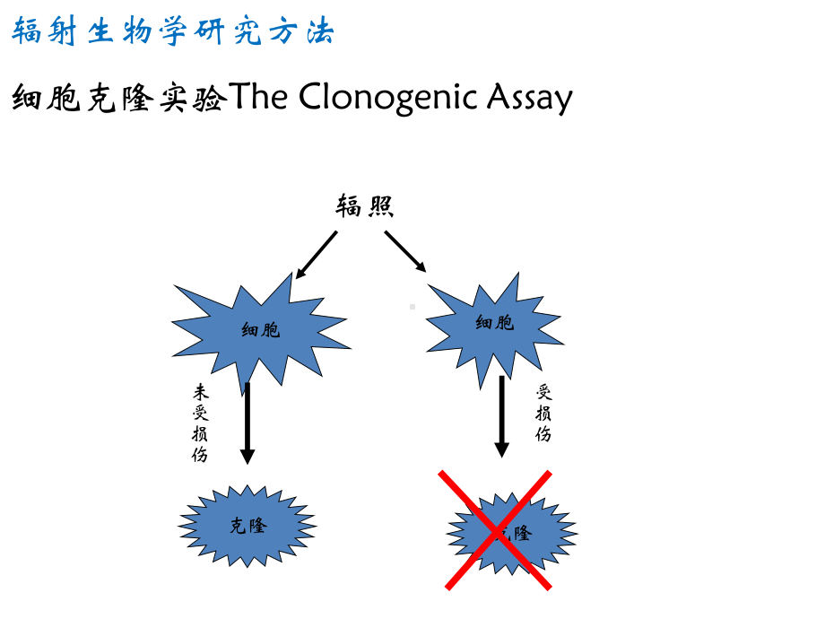 辐射生物学研究方法课件.ppt_第3页