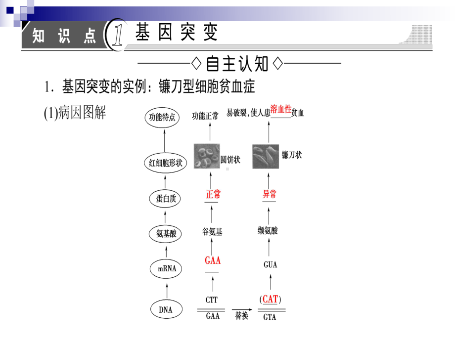 苏教版必修二-44-基因突变和基因重组-课件.ppt_第3页