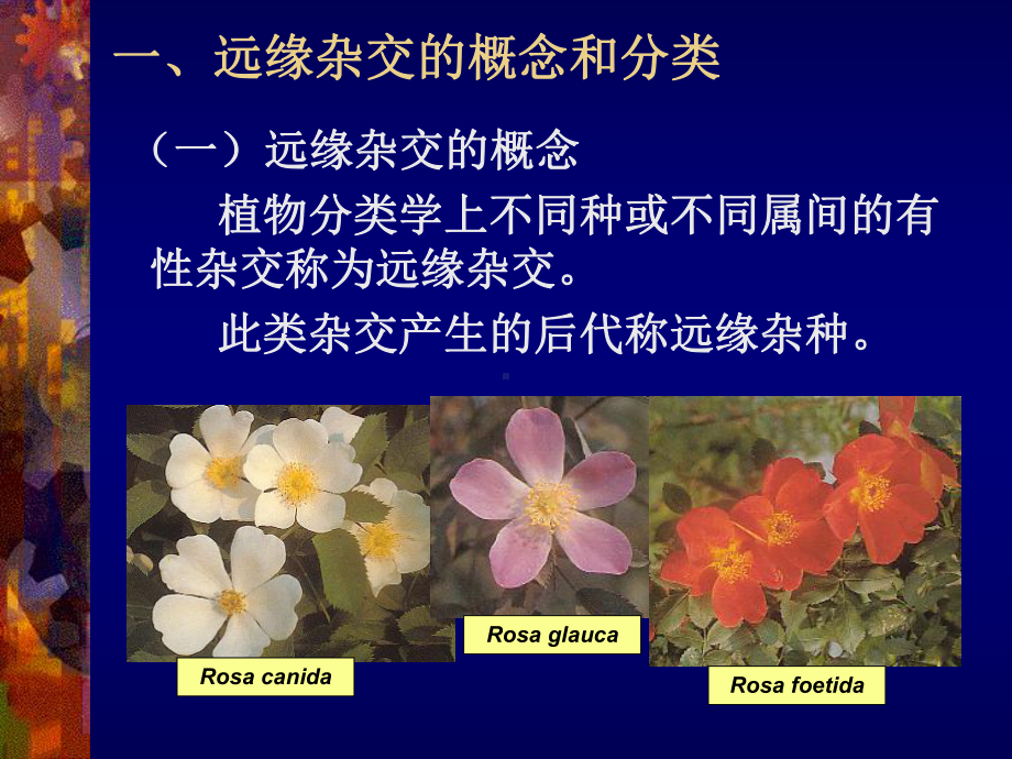 远缘杂交育种课件.ppt_第1页