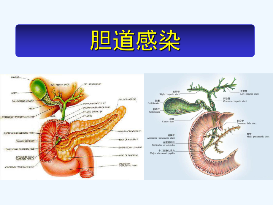 胆道感染的抗菌治疗(更新版)课件.ppt_第2页