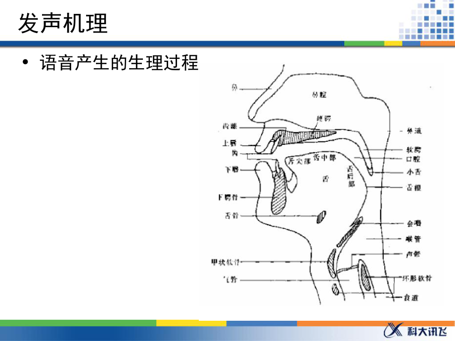 语音数据与语音合成课件.ppt_第2页