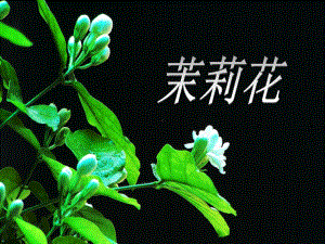 茉莉花音乐课件.ppt