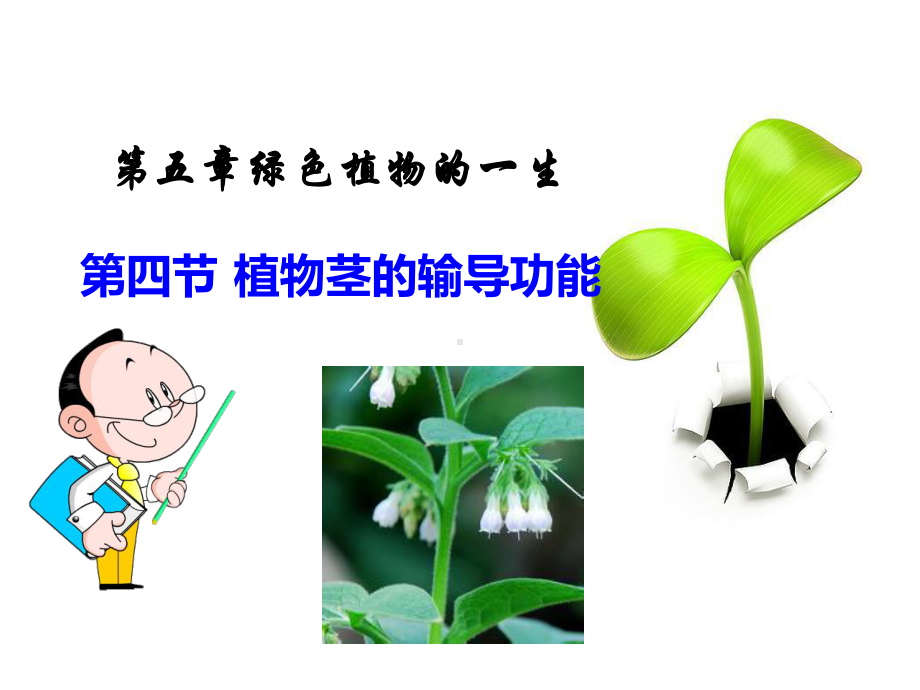 苏教版七年级上册54植物茎的输导功能课件.pptx_第1页