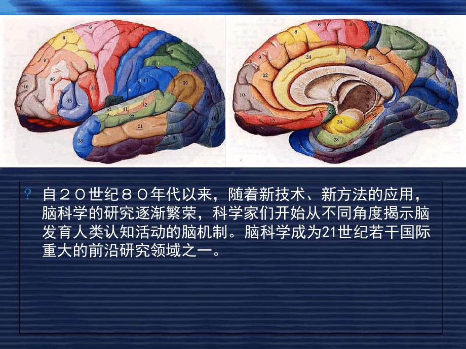 脑科学对早期教育的启示和警示课件.ppt_第2页