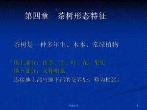 茶树形态特征[优质分析]课件.ppt