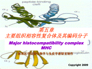 主要组织相容性复合体及其编码分子课件.ppt