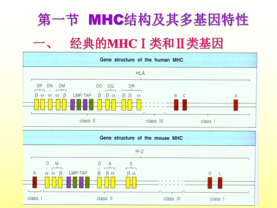 主要组织相容性复合体及其编码分子课件.ppt_第3页