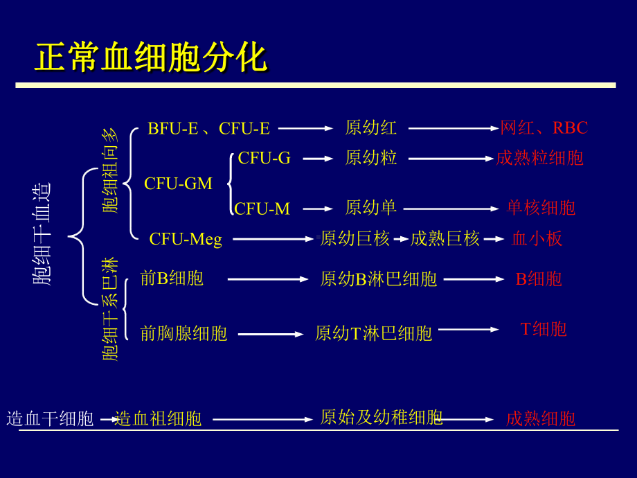 白细胞检验临床应用课件.ppt_第2页