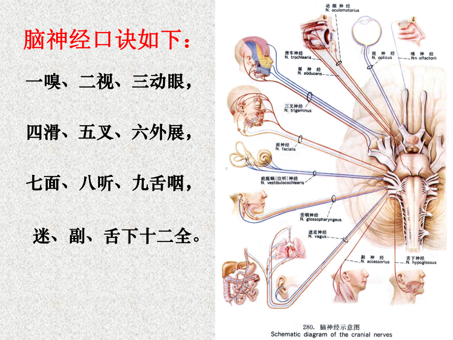 脑神经(上课讲义)课件.ppt_第3页