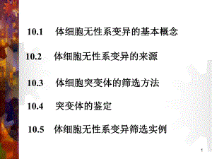 第10章植物生物学课件.ppt