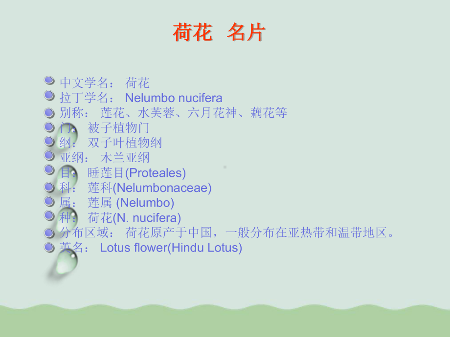 荷花的基本资料、形态特征与生长习性课件.ppt_第2页